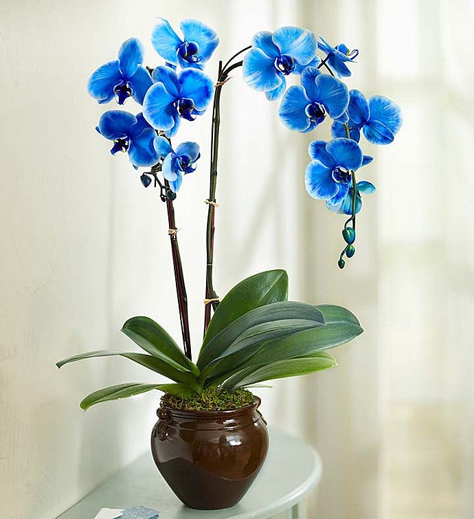 Elegant Orchid