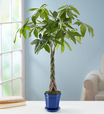 Green Plants G!   reen Potted Plant Delivery 1800flowers - money tree