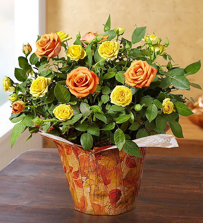 Send Roses Rose Delivery & Rose Bouquets