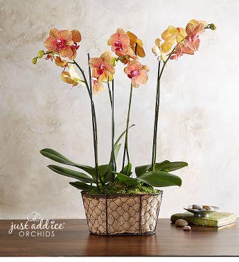 Sunset Garden Orchid