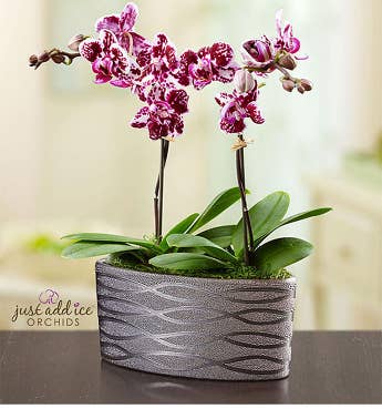 Violet Opulence Orchid