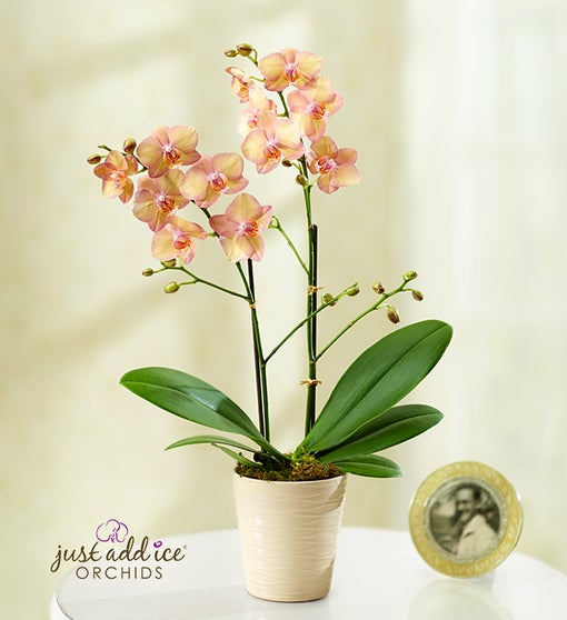 Artistic Splendor Orchid