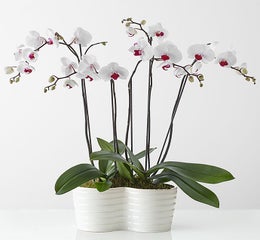 Simply Elegant Orchid Garden