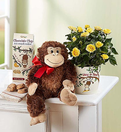 12 Get Well Teddy Bear Flower Delivery San Francisco CA - You See Flowers  At U C Medical Center