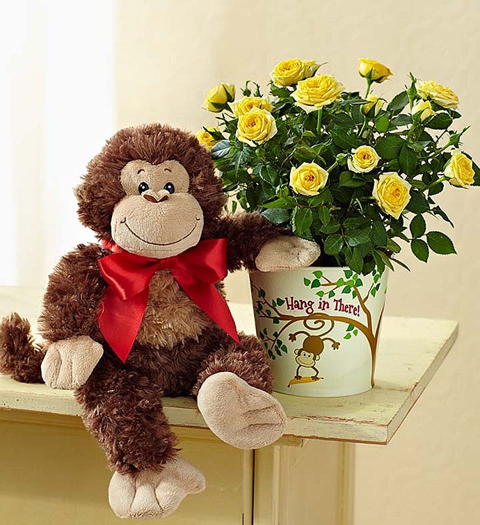 1-800-Flowers Flower Delivery Hang In There Rose Plant W/ Monkey