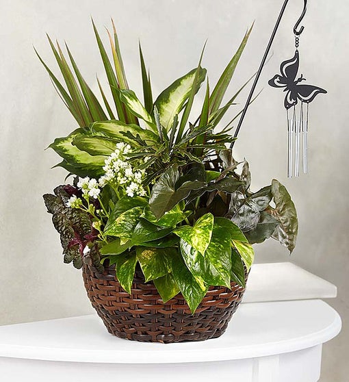 Butterfly Chime Dish Garden for Sympathy | 1800Flowers.com - 101794