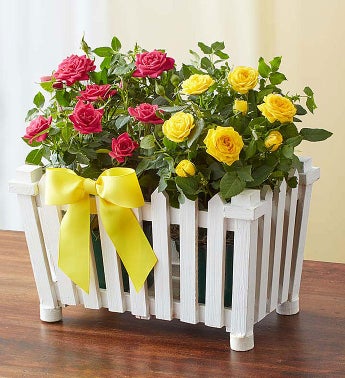 Charming Rose Garden