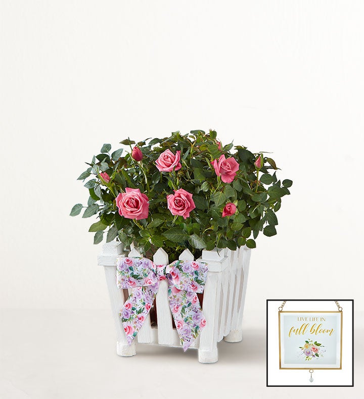 1-800-Flowers Flower Delivery Charming Rose Garden Small W/ Suncatcher