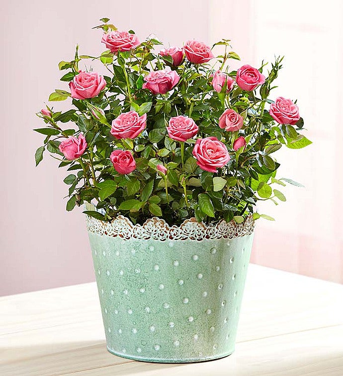 Pink Flowers & Floral Arrangements | Pink Roses | 1-800-FLOWERS.COM-1023