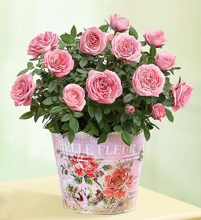 Classic Budding Rose from 1-800-FLOWERS.COM