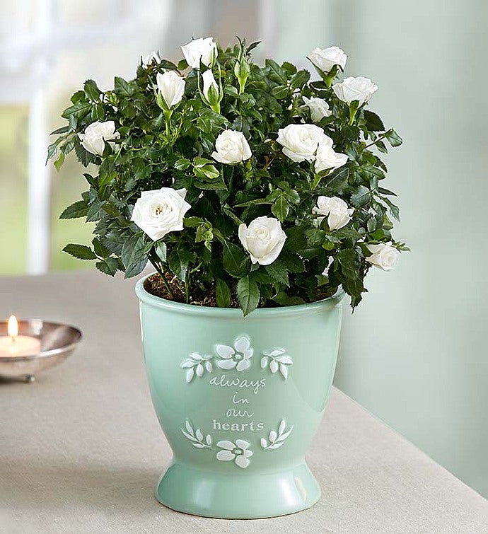 1-800-Flowers Flower Delivery Heartfelt Memory Rose Plant