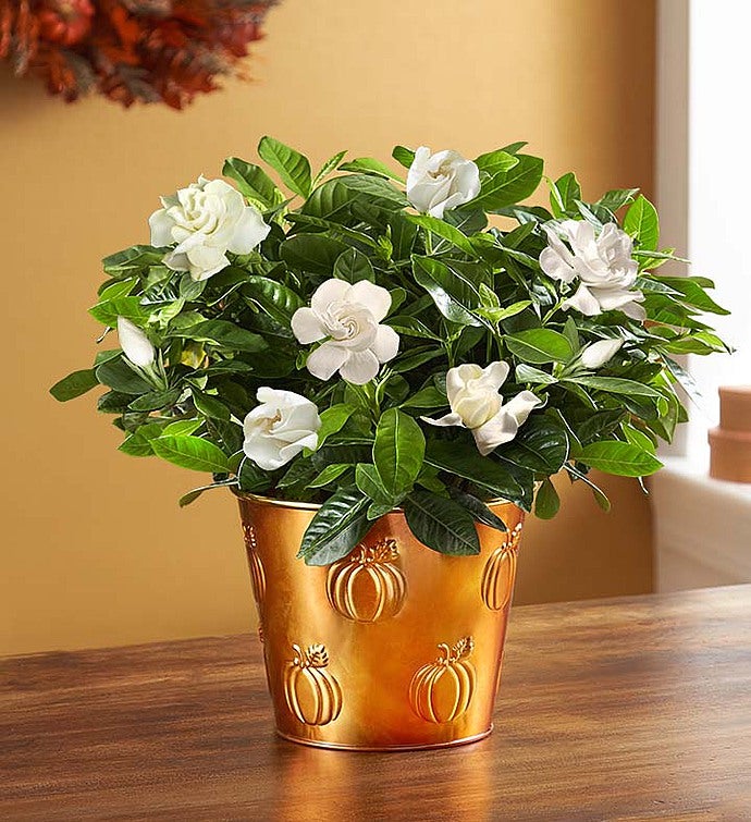 Autumn Elegance Gardenia