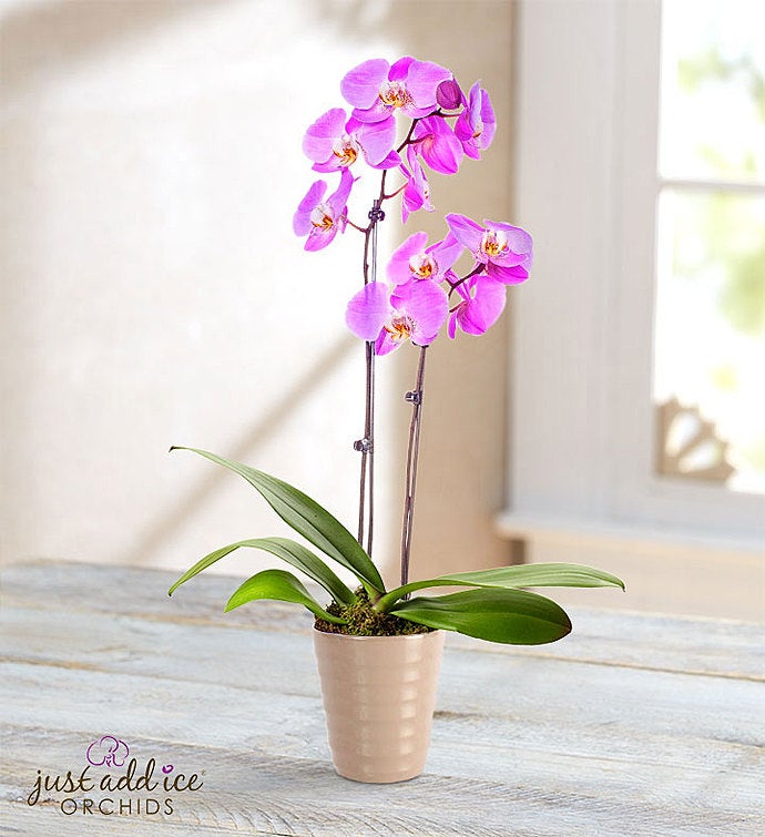 Tickled Pink Double Orchid + Free Shipping