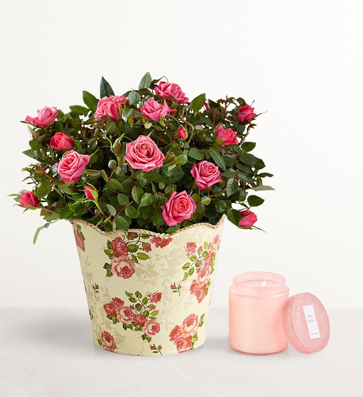 Classic Budding Rose