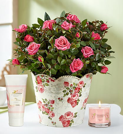 Rose Plants, Mini Rose Plant & Rose Bush Delivery