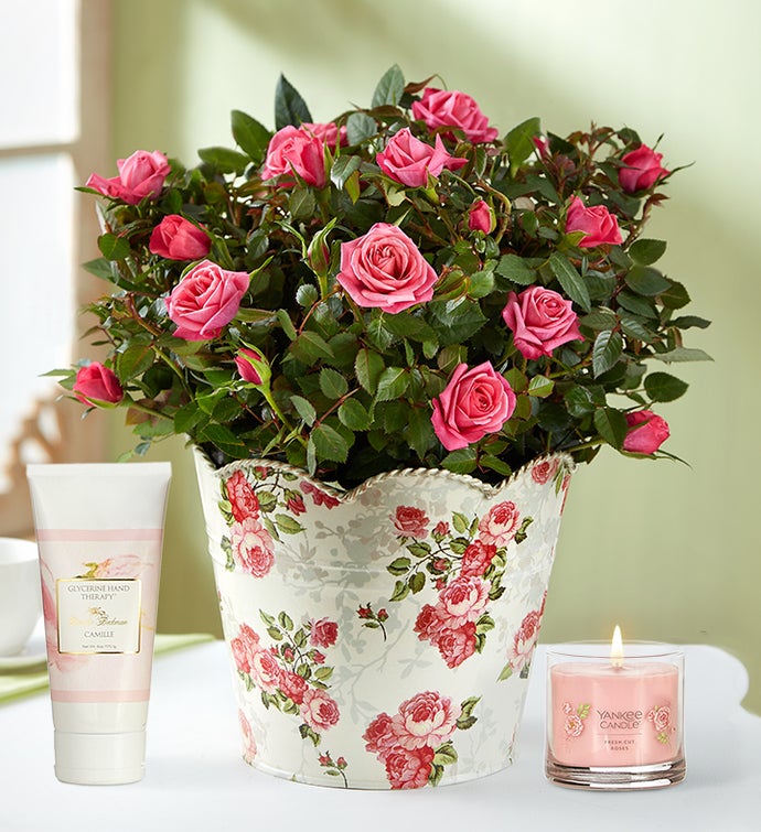 Classic Budding Rose Large with Candle & Lotion | 1-800-Flowers Flowers Delivery | 101980LYCSP