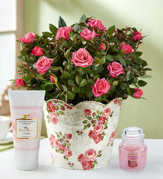 Pink Rose Plant Designed In A Rose-Patterned Planter With An Elegant Gold Scalloped Rim 