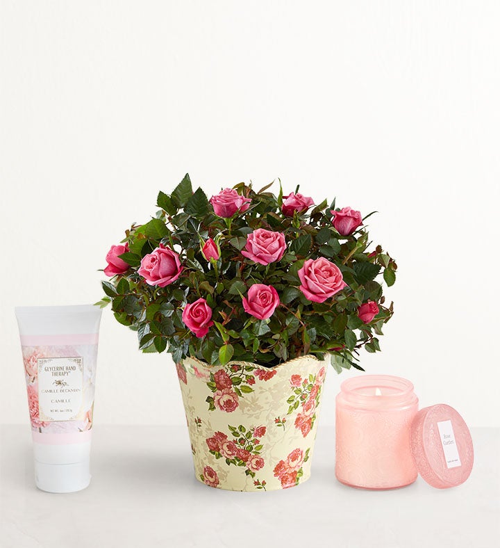 1-800-Flowers Flower Delivery Classic Budding Rose Small W/ Rose Garden Candle & Lotion