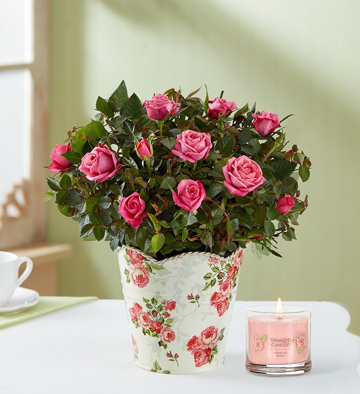 Fair Trade Certified Pink Roses & White Daisies with Pink Vase by 1-800 Flowers