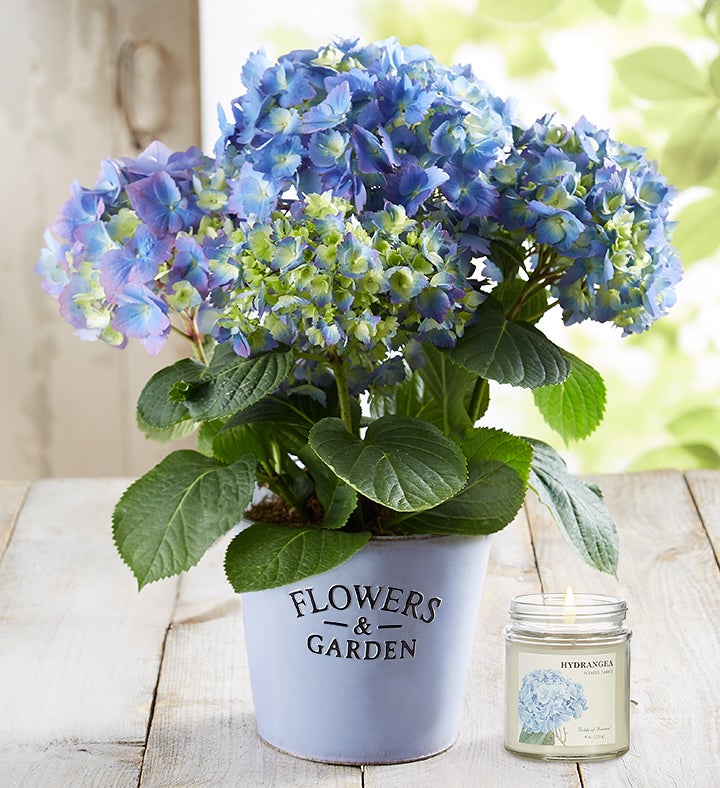 Garden Hydrangea