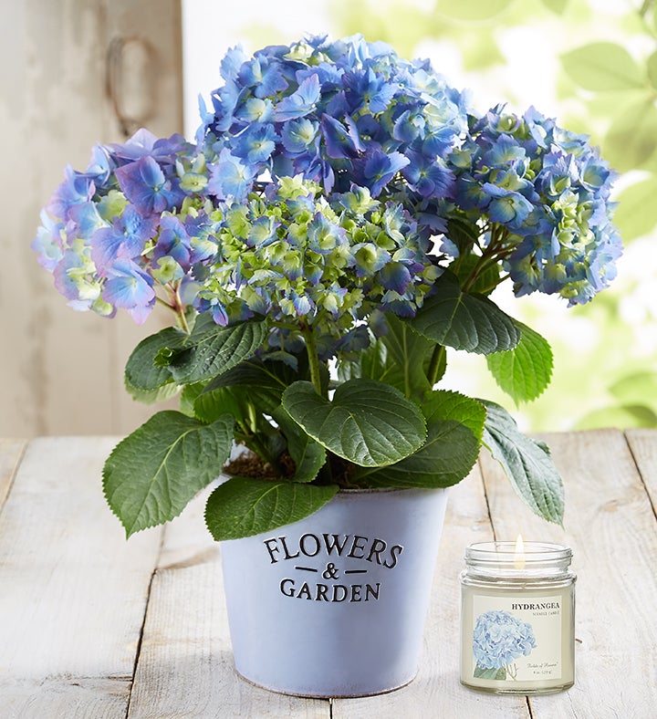Hydrangea macrophylla Endless Summer® Pop Star® Endless
