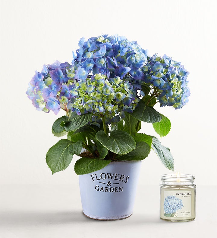 Garden Hydrangea
