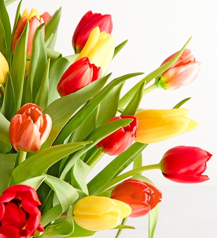 Our Favorite Fall Tulips™ + Free Vase