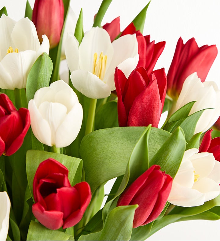 Holiday Tulips™