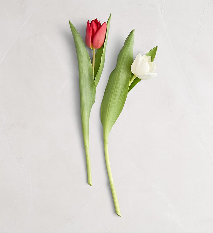 Holiday Tulips