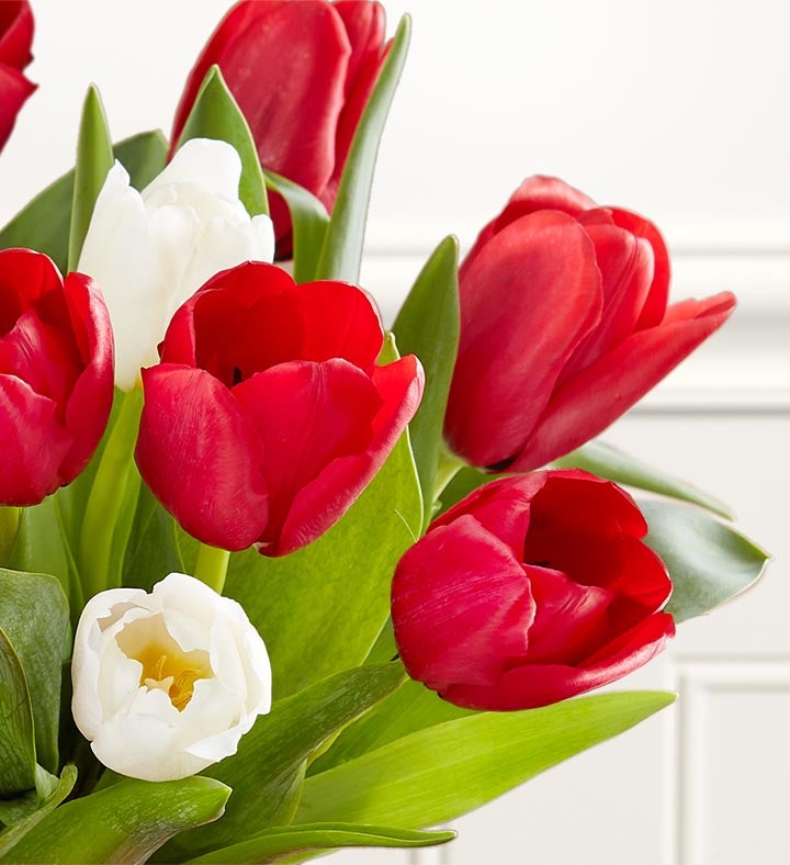 Holiday Tulips