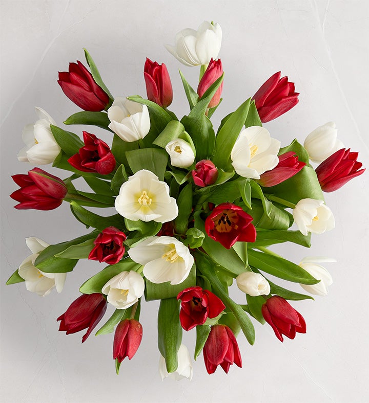 Holiday Tulips™