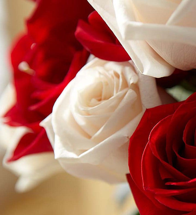 Peppermint Rose Bouquet, 1836 Stems 103642