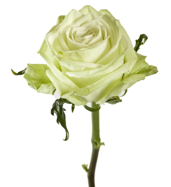 Green Fashion Roses- Special Order!