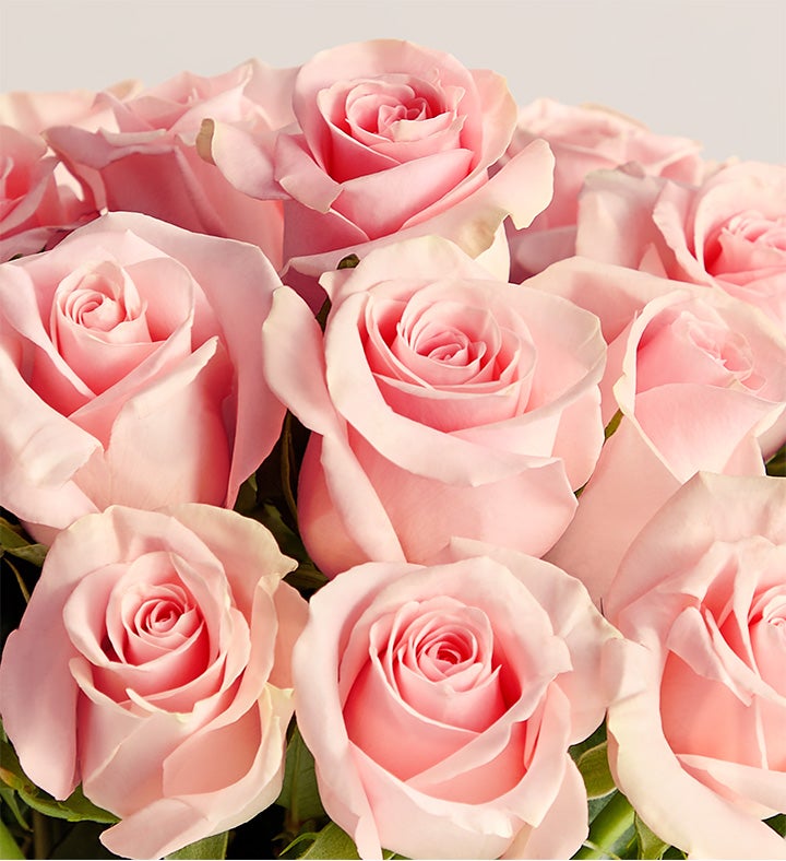 Pink Petal Roses