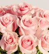 Pink Petal Roses