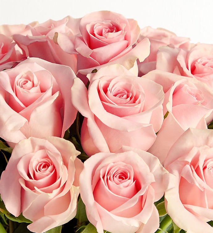 Two Dozen Pink Roses + Free Vase