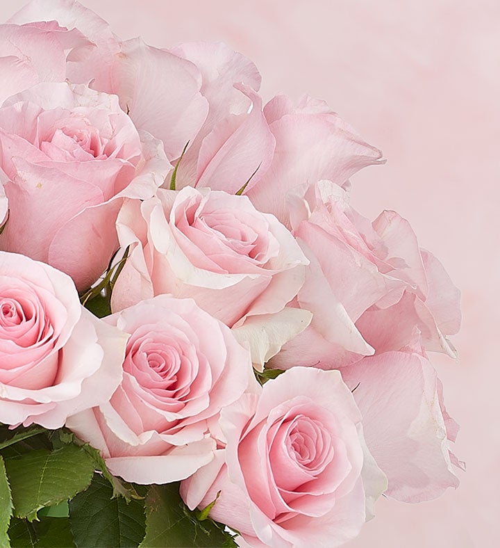 Pink Petal Roses   - 104516