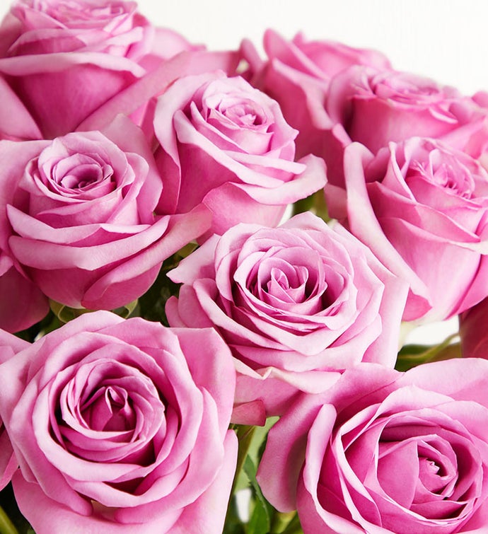 Expression Roses Purple Photography Purple Roses