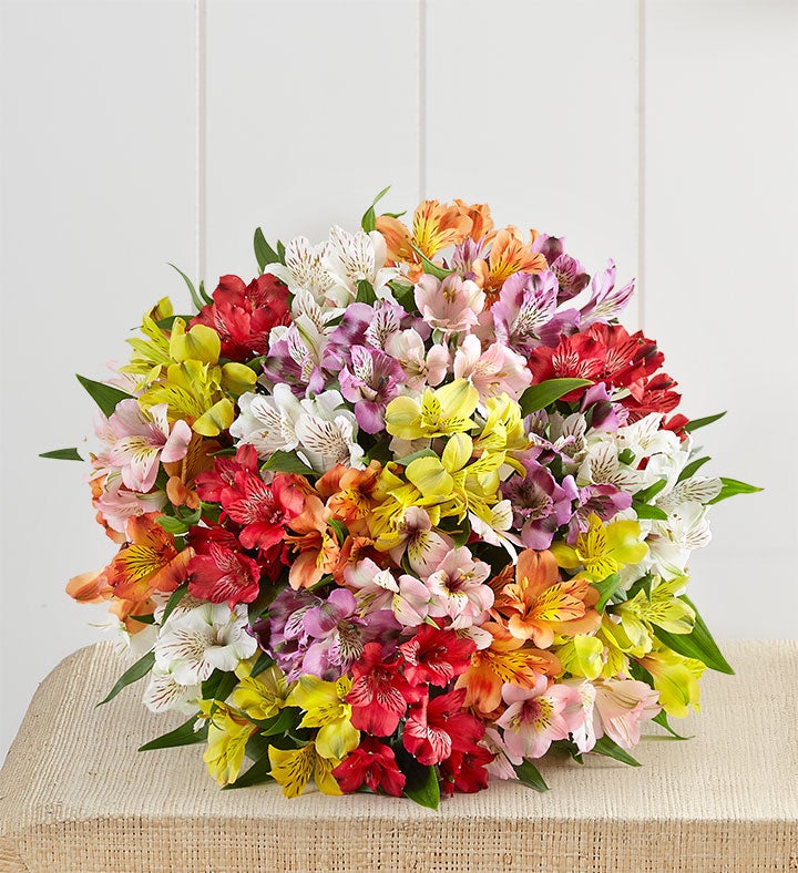 Peruvian Lilies, 50  100 Blooms