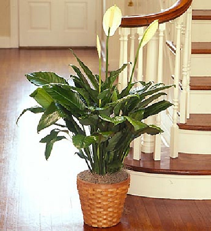 Spathiphyllum Floor Plant