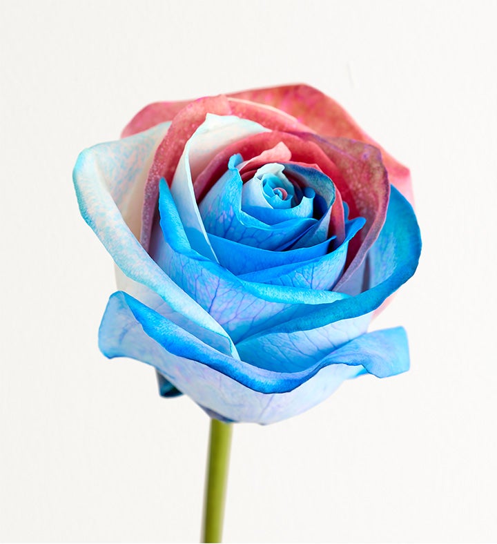 Kaleidoscope Roses - Red, White & Blue