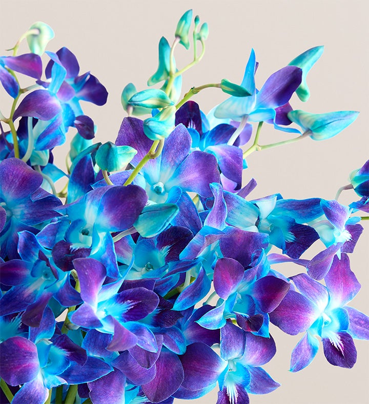 Ocean Breeze Orchids