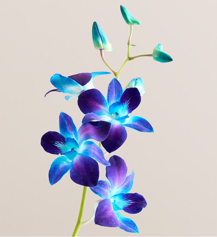 Ocean Breeze Orchids