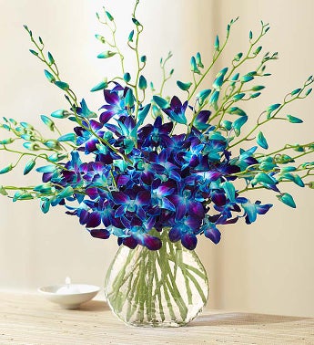 Ocean Breeze Orchids