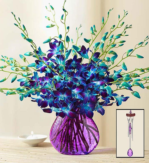 Ocean Breeze Orchids