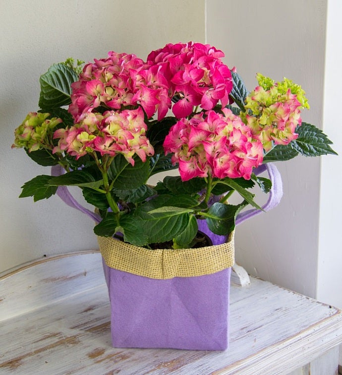 Hydrangea Gift Bag Bouquet