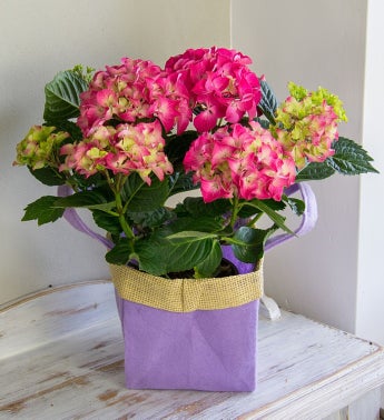 Hydrangea Gift Bag Bouquet