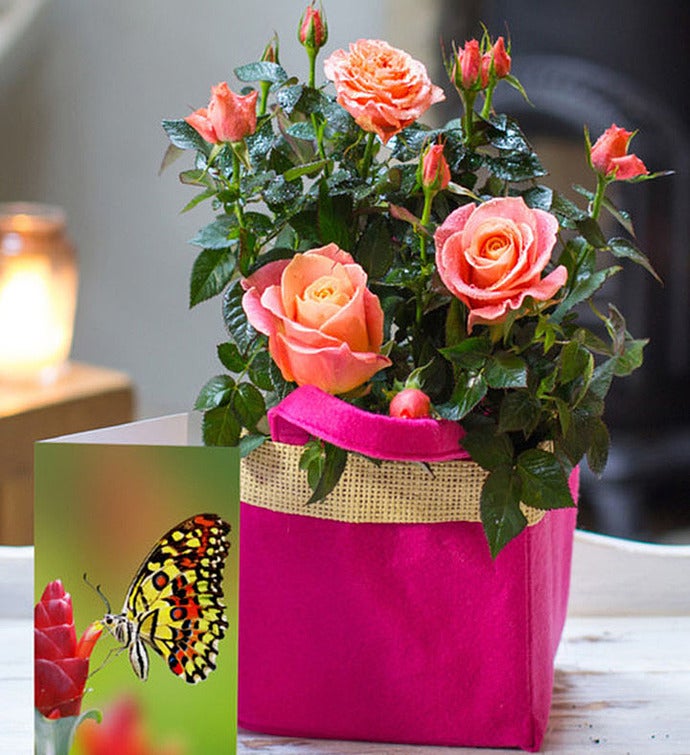 UK Flowers & Gifts UK Flower Delivery