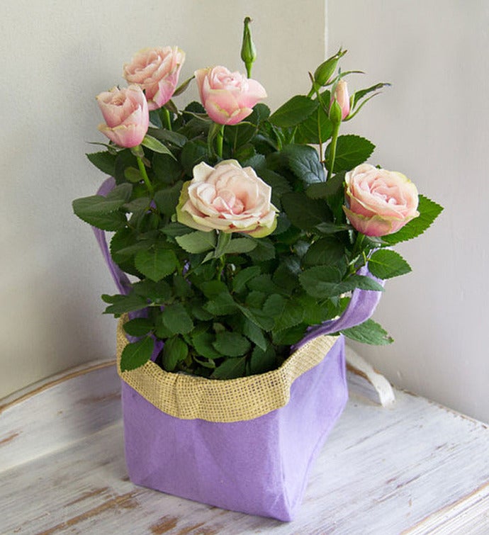 UK Flowers & Gifts UK Flower Delivery