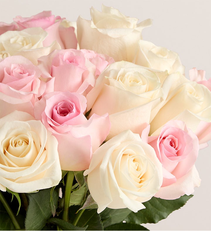 May Rose of the Month, Pink & White